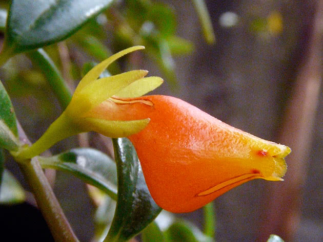 Нематантус Ветстайна (Nematanthus wettsteinii)