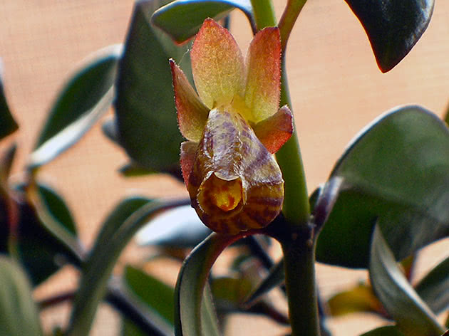 Нематантус тропикана (Nematanthus tropicana)