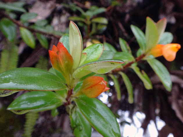 Нематантус Грегариус (Nematanthus gregarius)