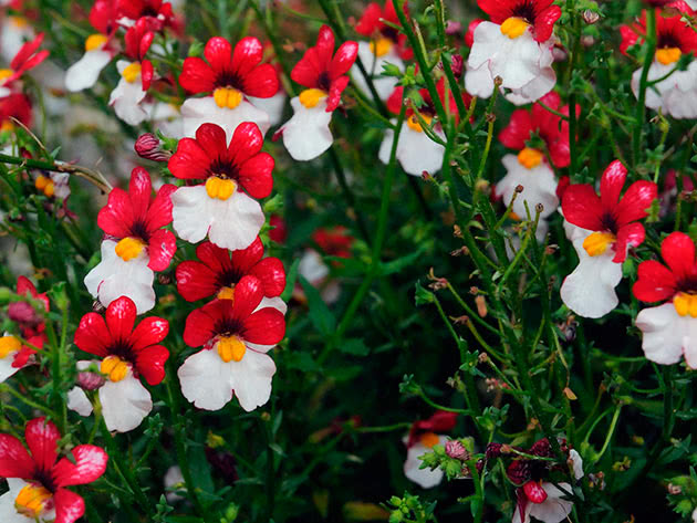 Немезия зобовидная (Nemesia strumosa)