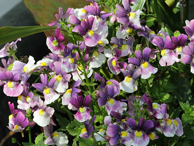 Немезия гибридная (Nemesia hybrida)