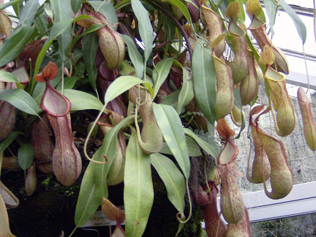 Непентес алата (Nepenthes alata)
