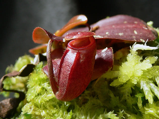 Непентес Ражда (Nepenthes Rajah)