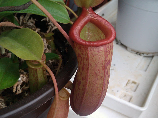 Непентес большой (Nepenthes maxima)