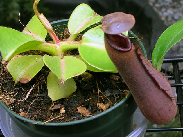 Непентес усеченный (Nepenthes truncata)