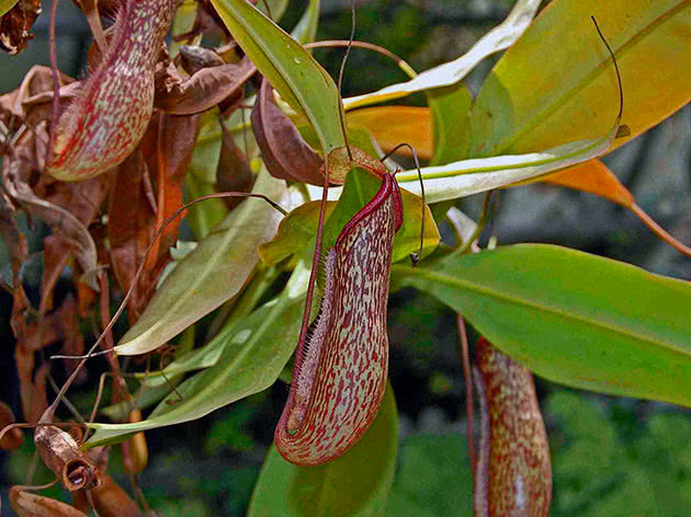 Непентес Миранда (Nepenthes Miranda)