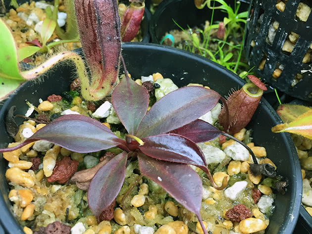 Непентес Аттенборо (Nepenthes attenboroughii)