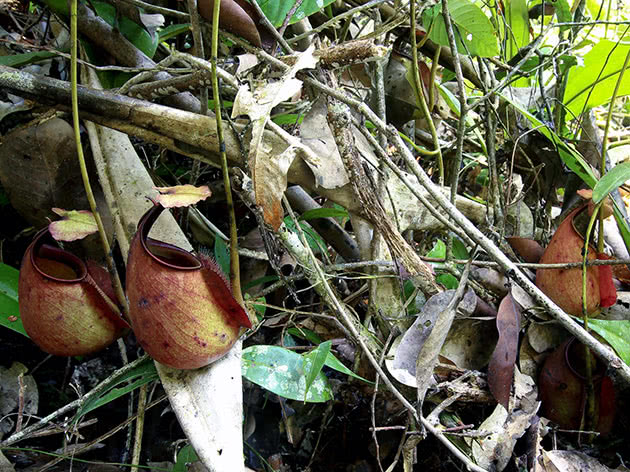 Непентес двухшпорный (Nepenthes bicalcarata)