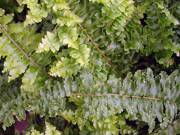 Нефролепис возвышенный / Nephrolepis exaltata