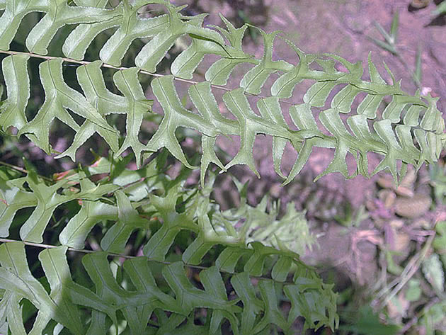 Нефролепис мечевидный / Nephrolepis biserrata