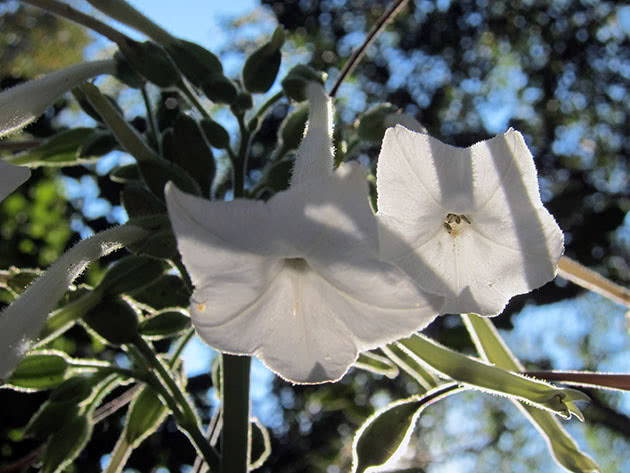 Табак лесной (Nicotiana sylvestris)