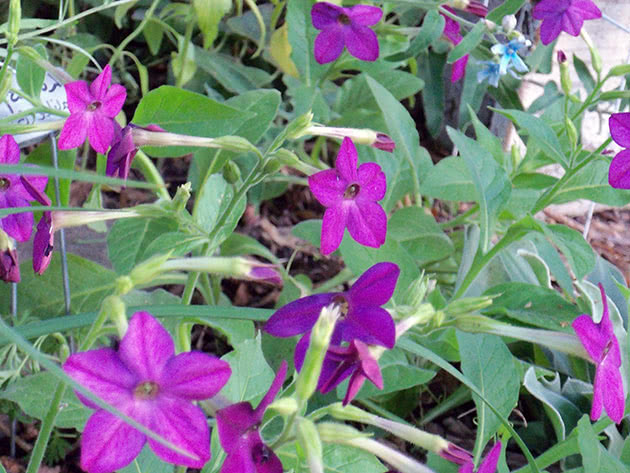 Табак крылатый (Nicotiana alata = Nicotiana affinis)