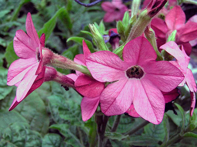 Табак Сандер (Nicotiana x sanderae)