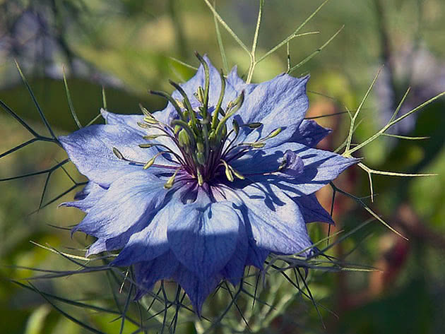 Нигелла посевная (Nigella sativa)