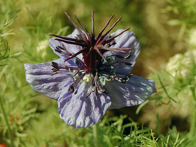 Нигелла испанская (Nigella hispanica)