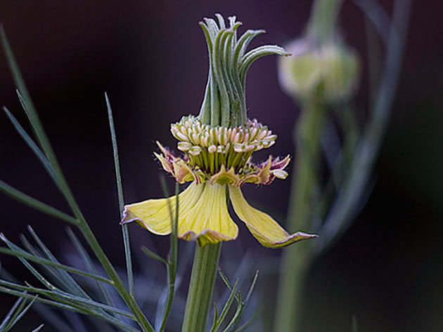 Нигелла восточная (Nigella orientalis)
