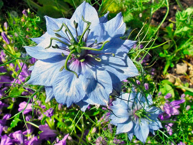 Нигелла дамасская (Nigella sativa)