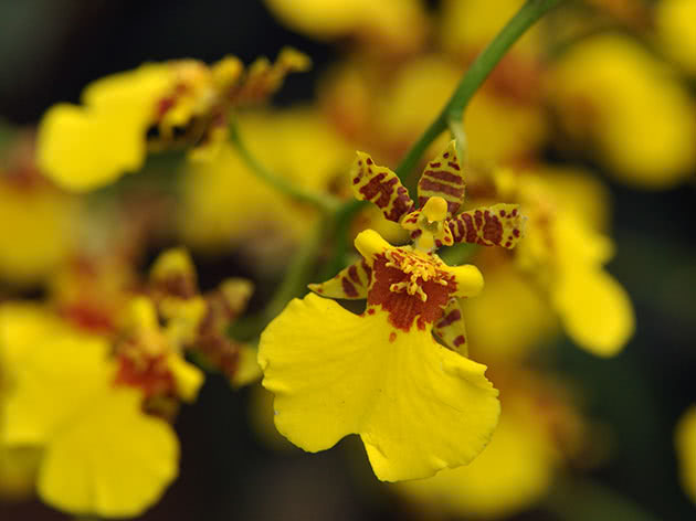 Онцидиум бородавчатый (Oncidium varicosum)