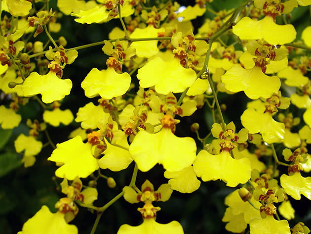 Онцидиум извилистый (Oncidium flexuosum)