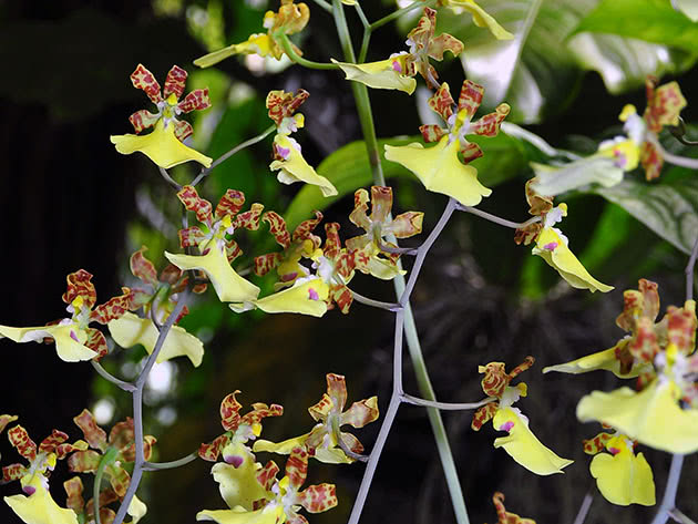 Онцидиум прекрасный (Oncidium splendidum)