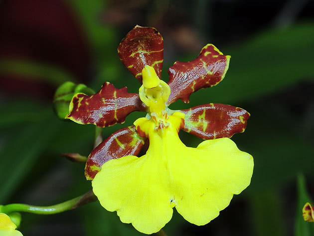 Онцидиум тигровый (Oncidium tigrinum)