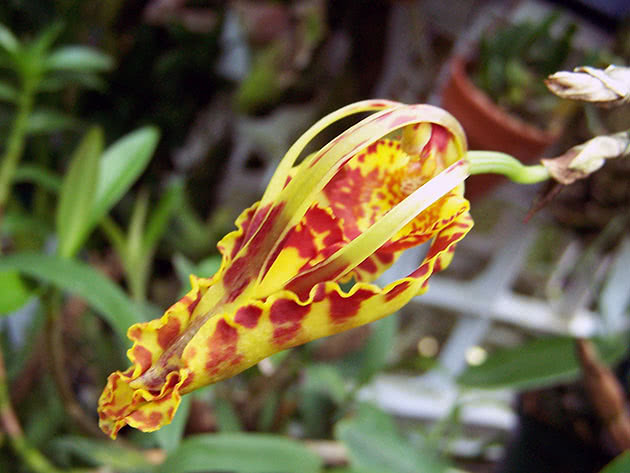Онцидиум мотыльковый (Oncidium papilio)