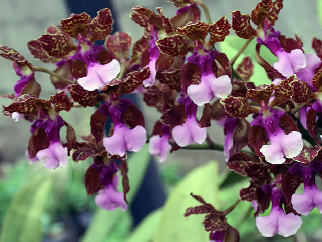 Онцидиум Ланца (Oncidium lanceanum)
