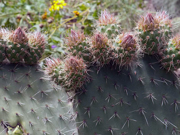 Опунция беловолосая (Opuntia leucotricha)