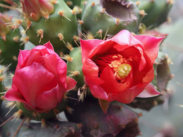 Опунция Бергера (Opuntia bergeriana)