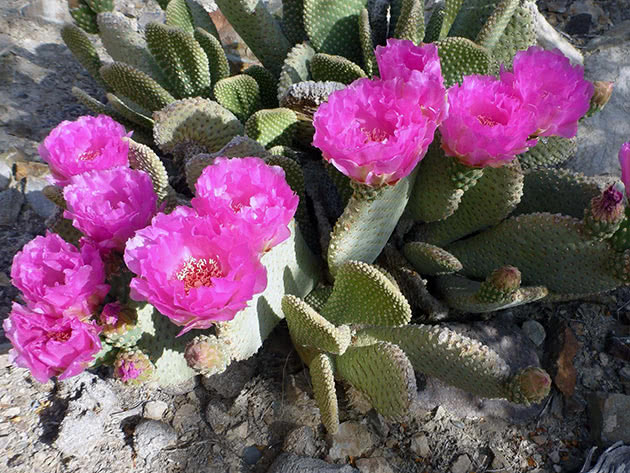 Опунция главная (Opuntia basilaris)