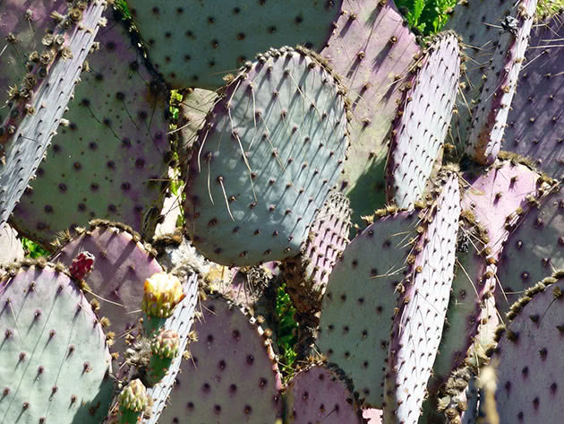 Опунция Госселина (Opuntia gosseliniana)