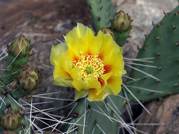 Опунция длинноостная (Opuntia longispina)