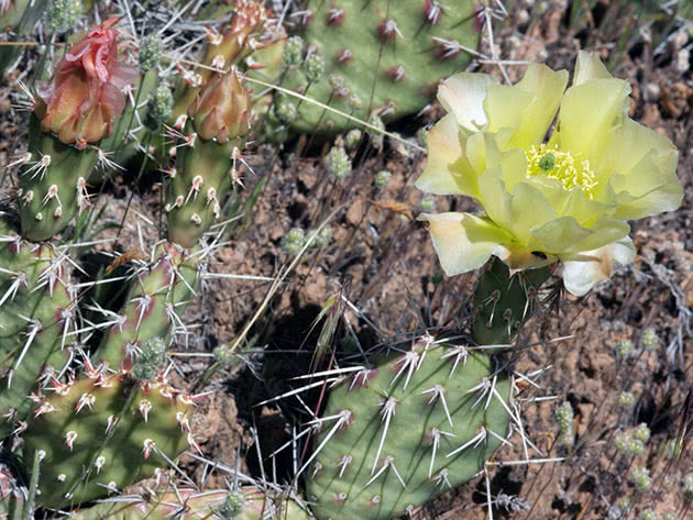 Опунция ломкая (Opuntia fragilis)