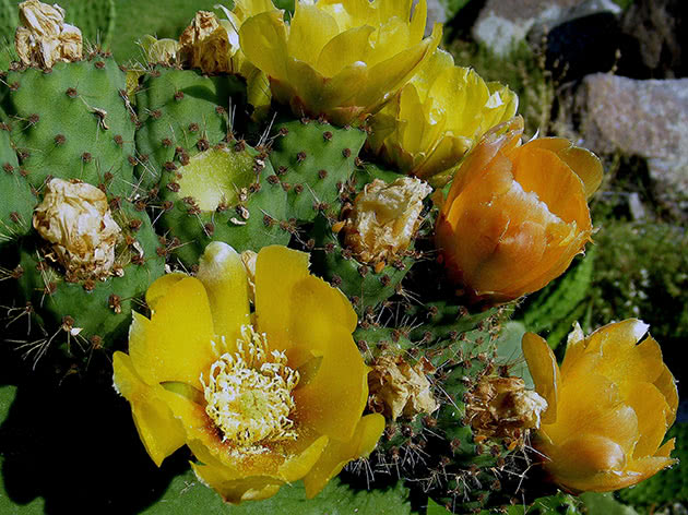 Опунция индийская (Opuntia ficus-indica)