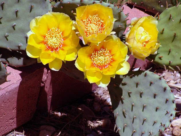 Опунция сжатая (Opuntia compressa)