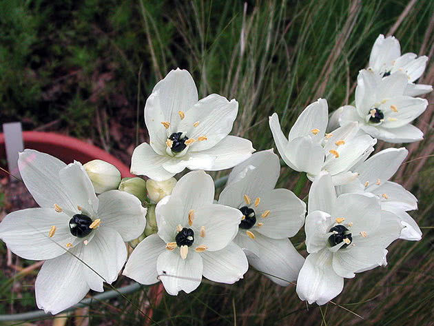 Птицемлечник арабский (Ornithogalum arabicum)