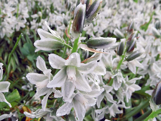 Птицемлечник Буше (Ornithogalum boucheanum)