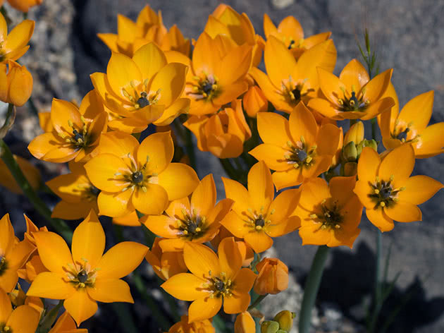 Птицемлечник сомнительный (Ornithogalum dubium)