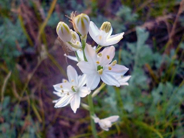 Птицемлечник Фишера (Ornithogalum fischerianum)