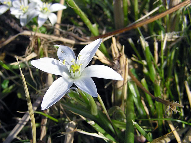 Птицемлечник поникший (Ornithogalum nutans)