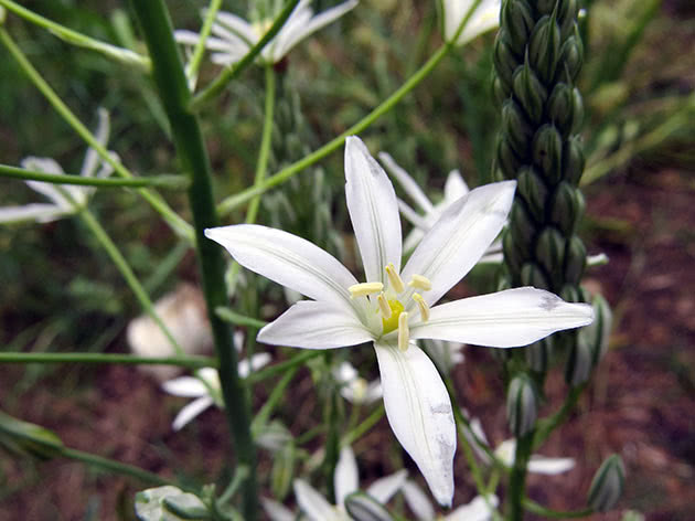 Птицемлечник понтийский (Ornithogalum ponticum)