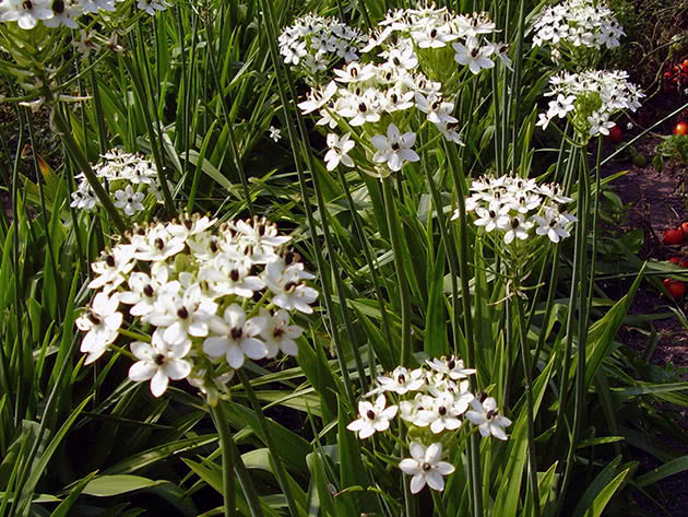 Птицемлечник Саундерса (Ornithogalum saundersiae)