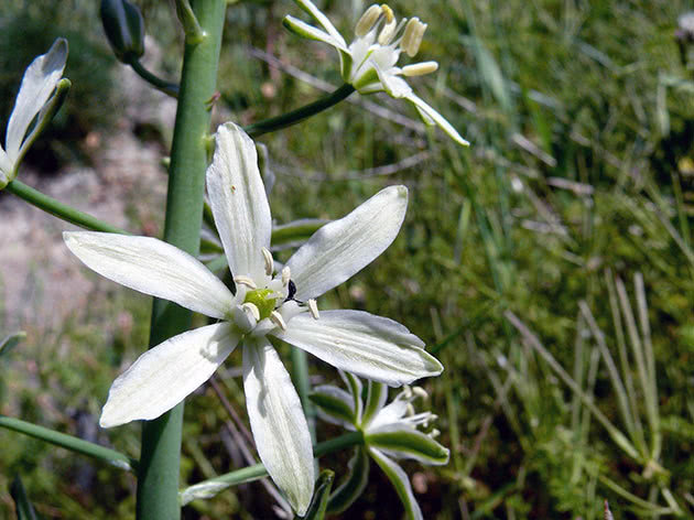 Птицемлечник нарбоннский (Ornithogalum narbonense)