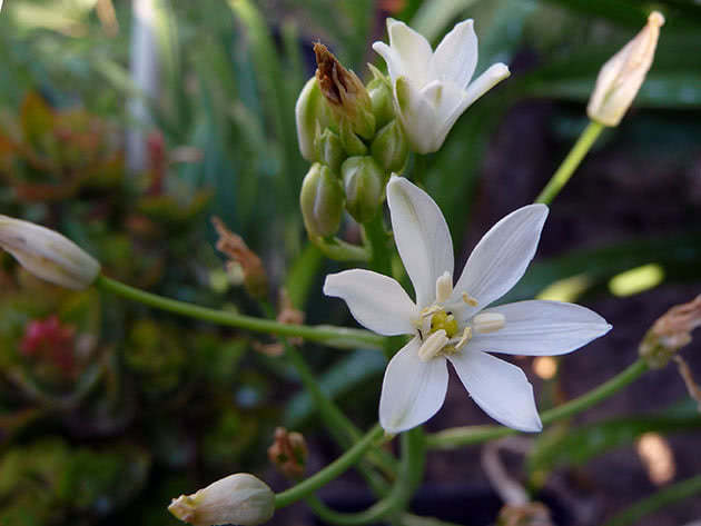 Птицемлечник крупный (Ornithogalum magnum)