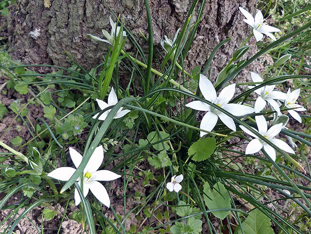 Птицемлечник зонтичный (Ornithogalum umbellatum)