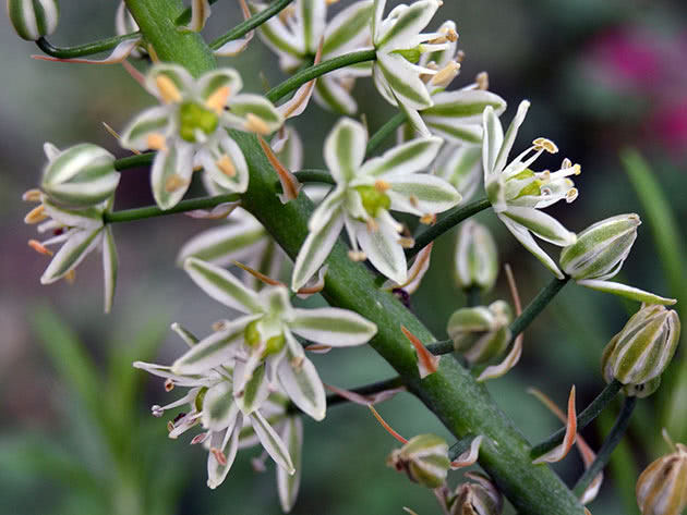 Птицемлечник хвостатый (Ornithogalum caudatum)