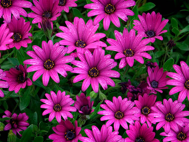Остеоспермум Эклона (Osteospermum ecklonis)
