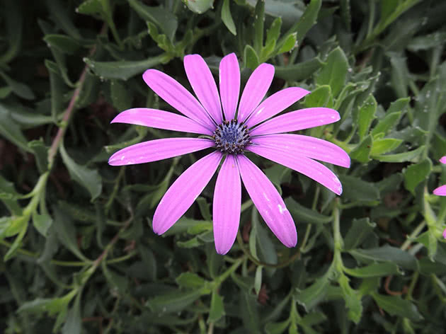 Остеоспермум кустарниковый (Osteospermum fruticosum)