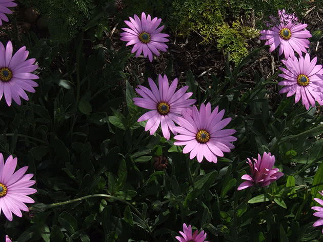 Остеоспермум приметный (Osteospermum jucundum)