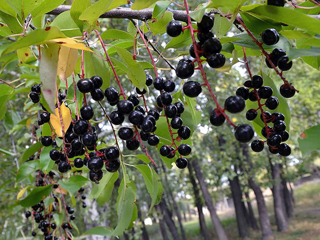 Черемуха виргинская (Padus virginiana)